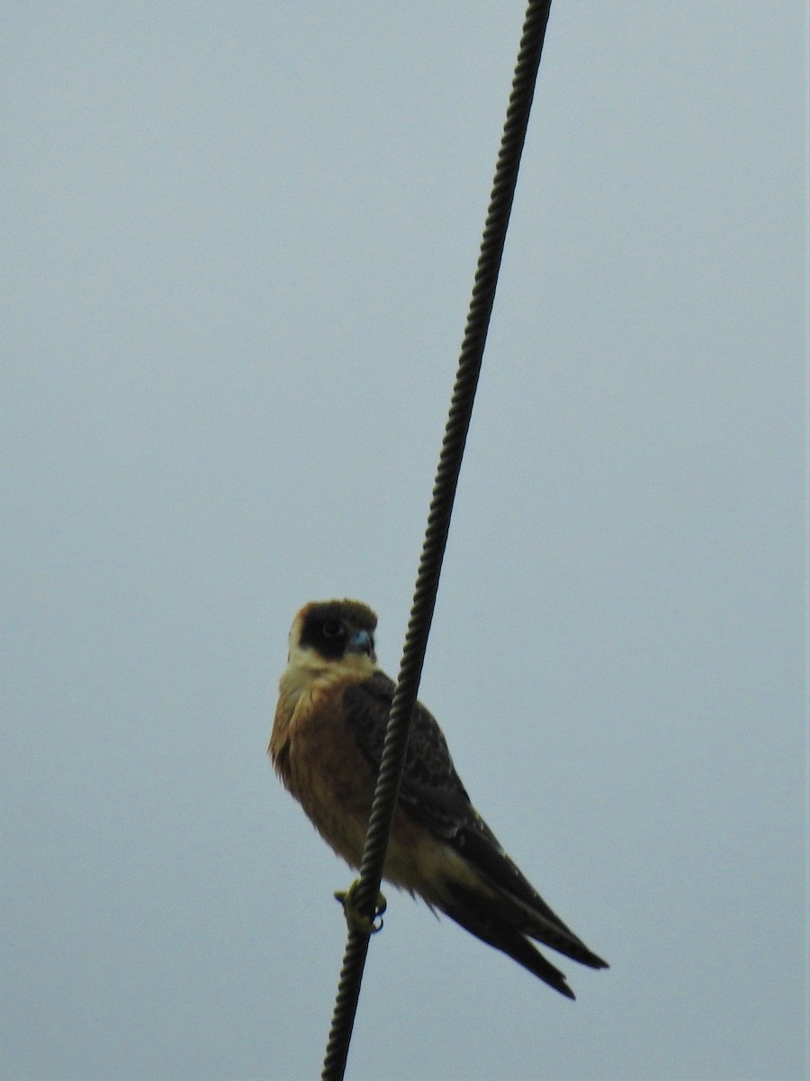 eukalyptusfalk - ML549300391