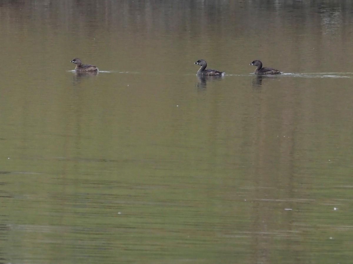 Pied-billed Grebe - ML549300631