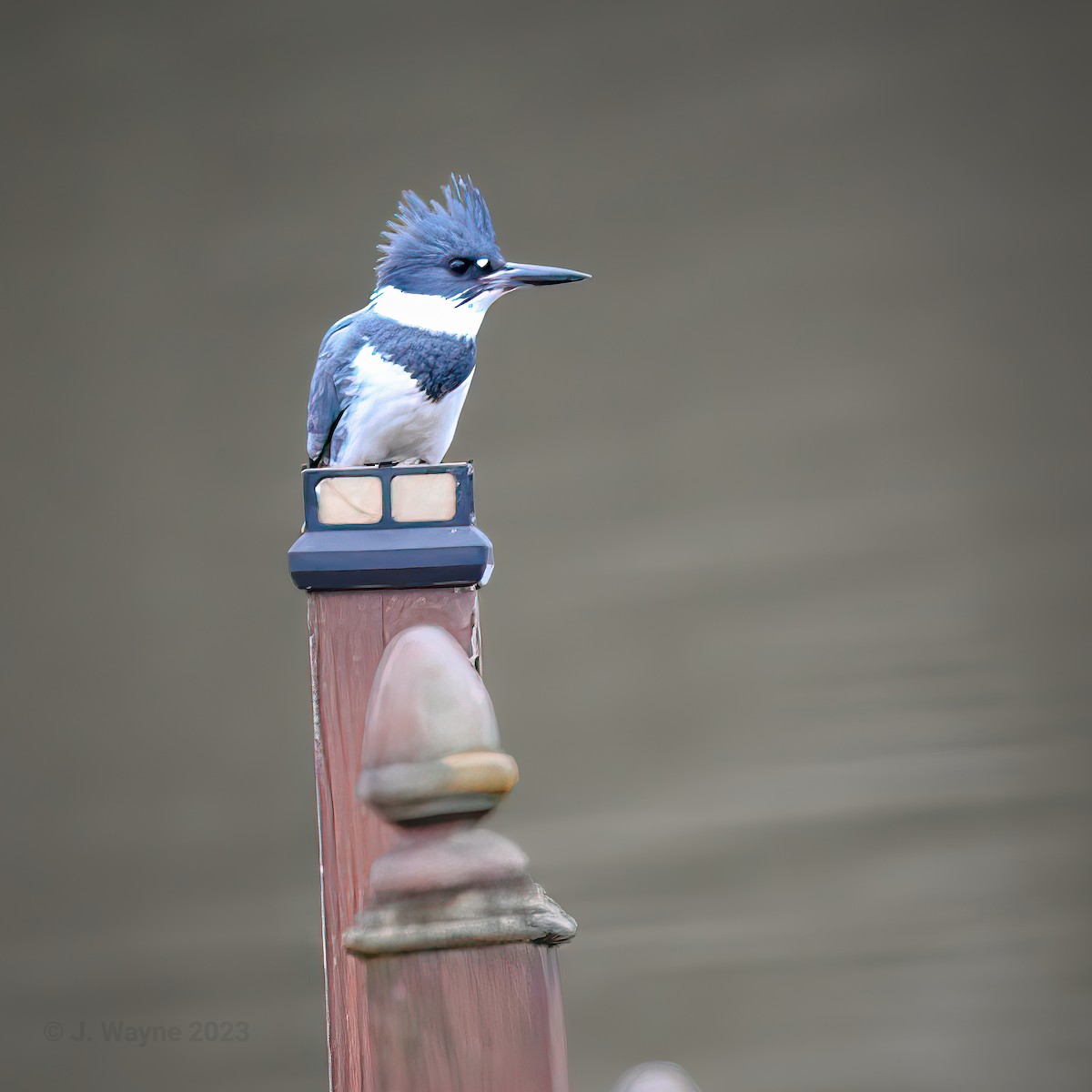 Belted Kingfisher - ML549301091