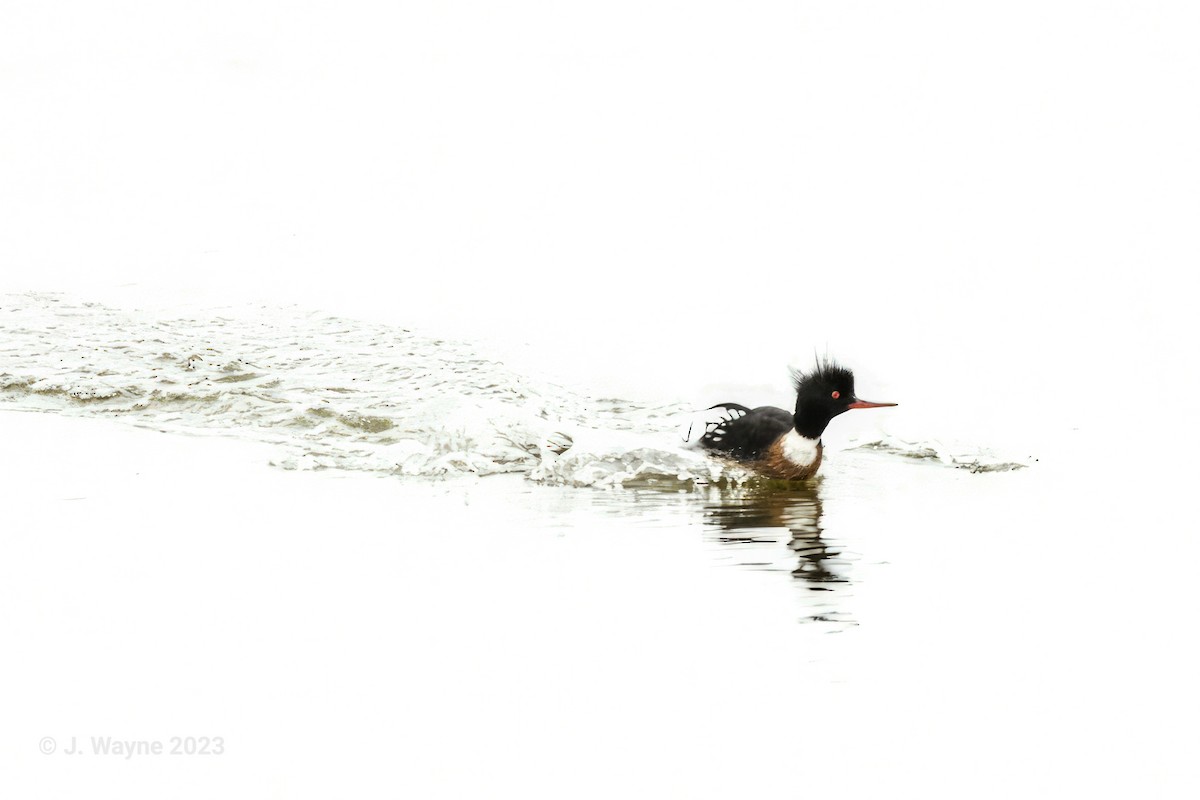 Red-breasted Merganser - ML549301491