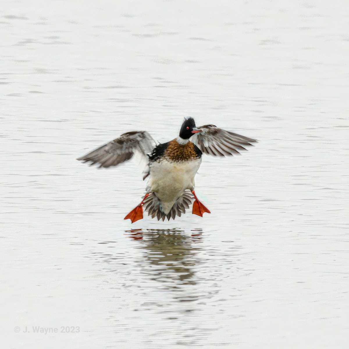 Red-breasted Merganser - ML549301501