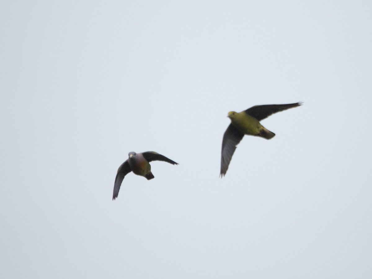Pink-necked Green-Pigeon - ML549303901
