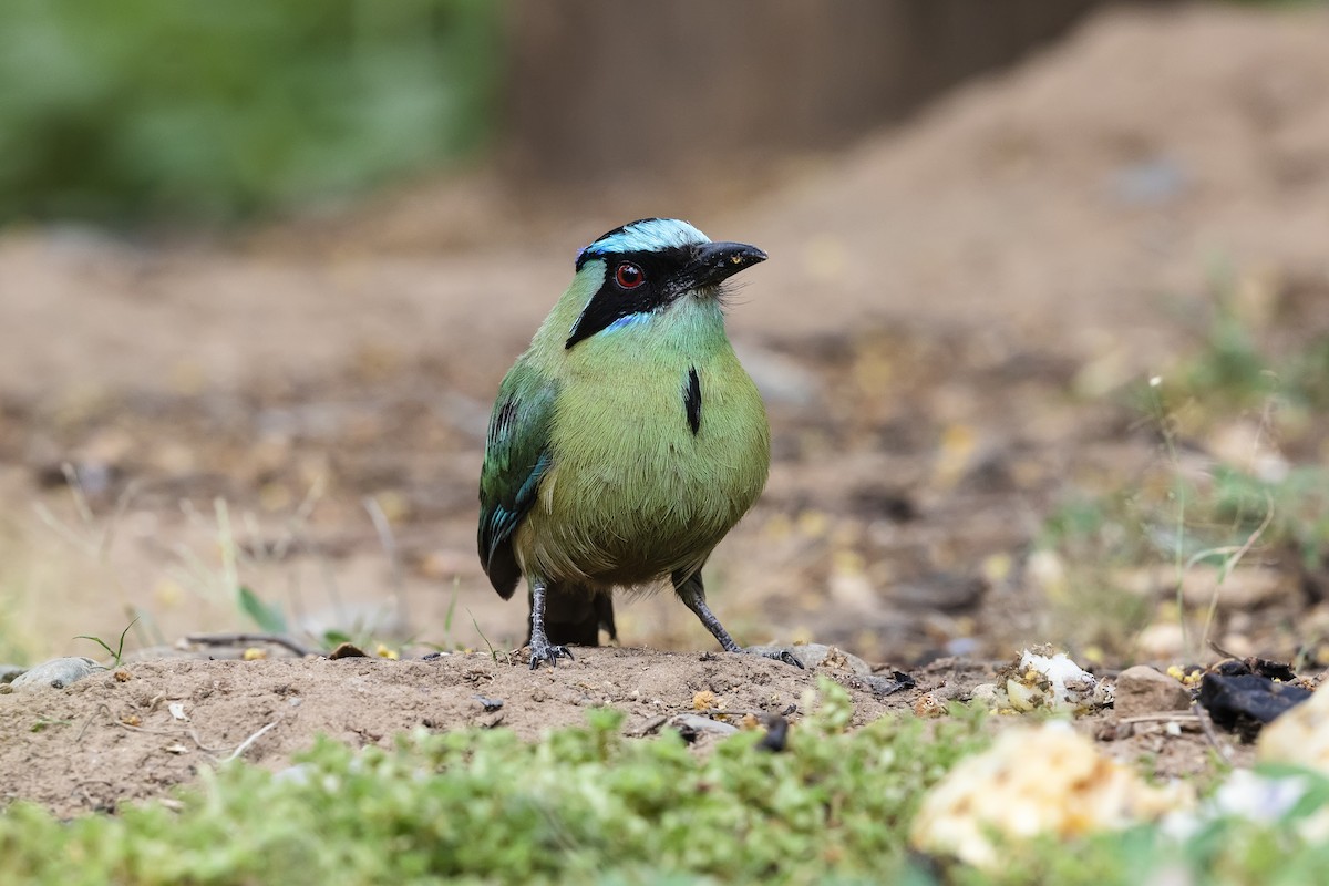 Rötelbauchmotmot (argenticinctus) - ML549304121