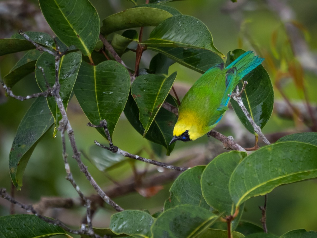 Blue-winged Leafbird - Jayden Kang