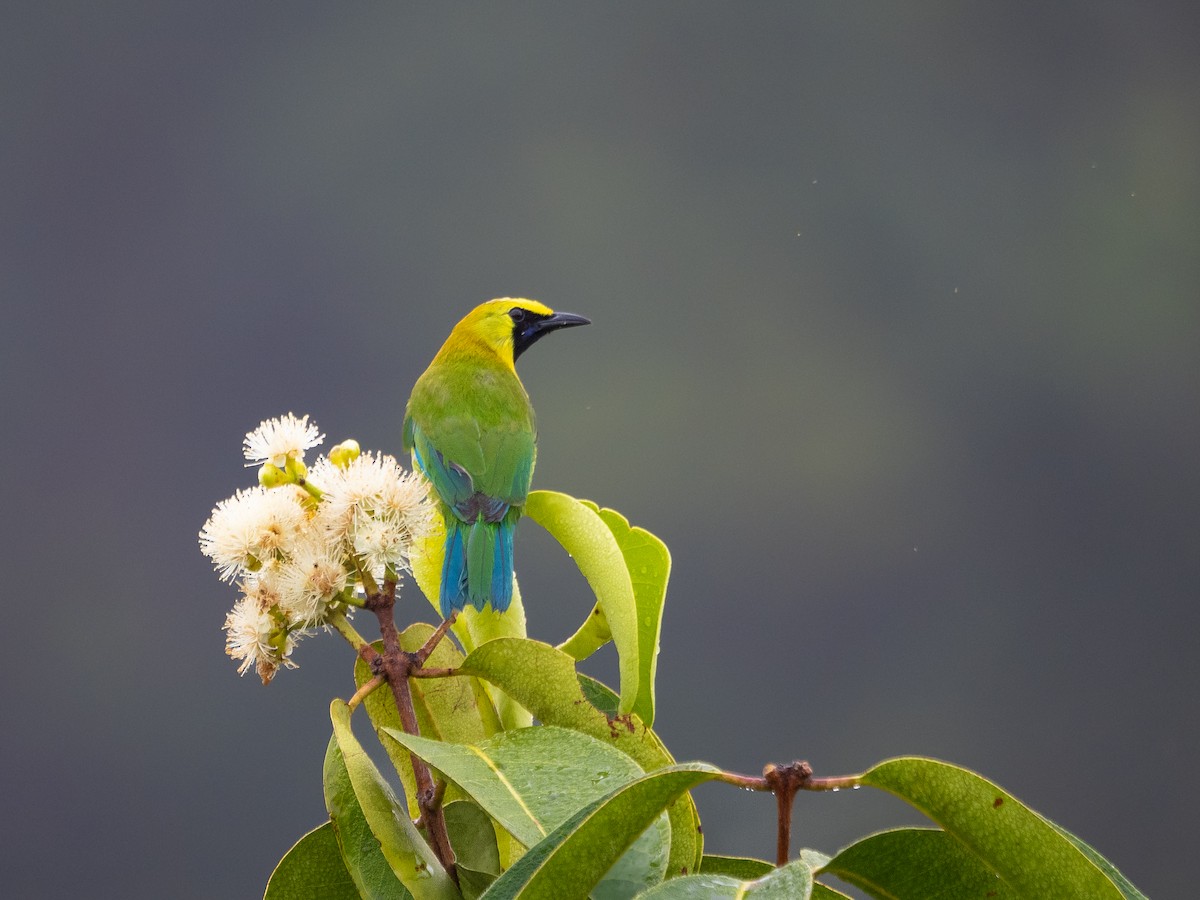 Blue-winged Leafbird - Jayden Kang