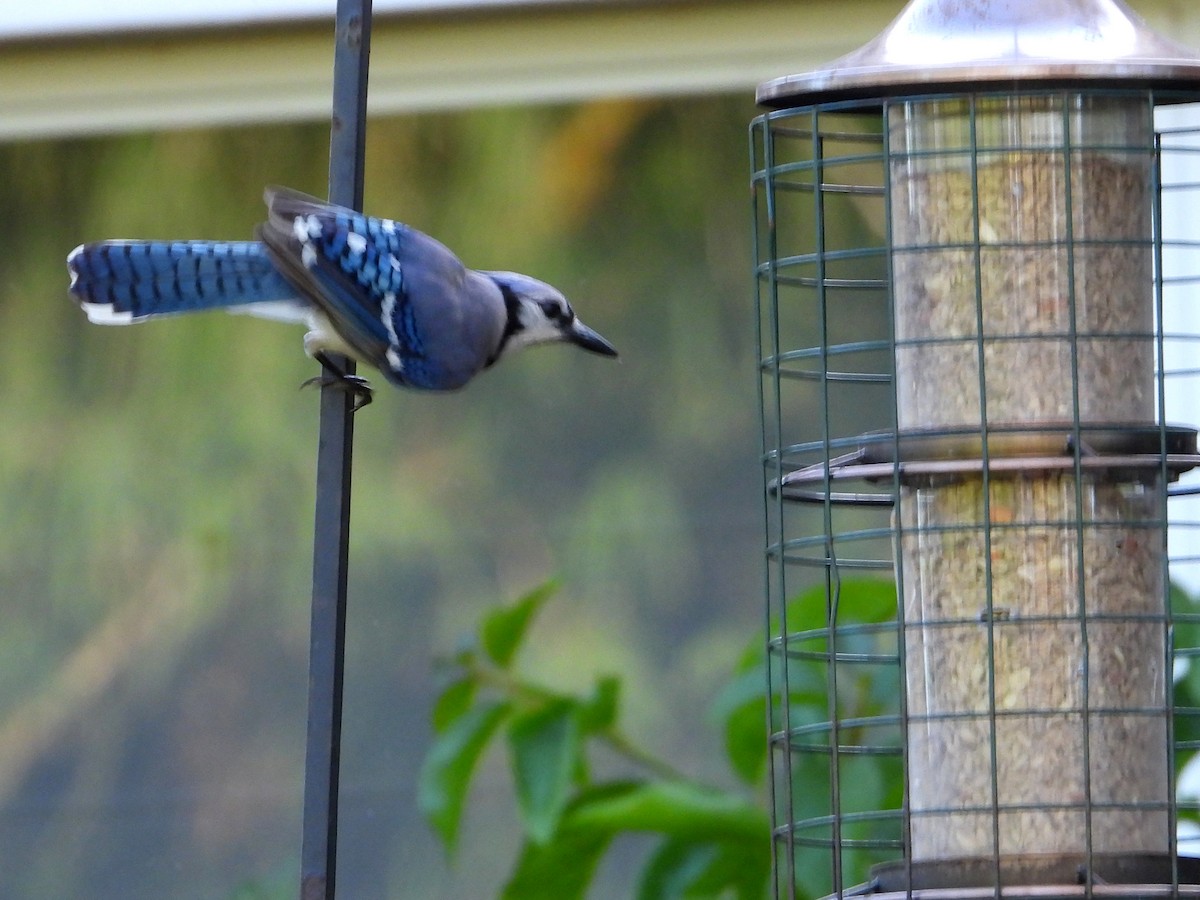 Blue Jay - ML549304211