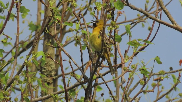 Orchard Oriole - ML549304571