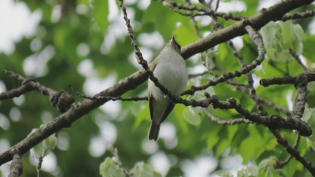 Vireo occhirossi - ML549304781