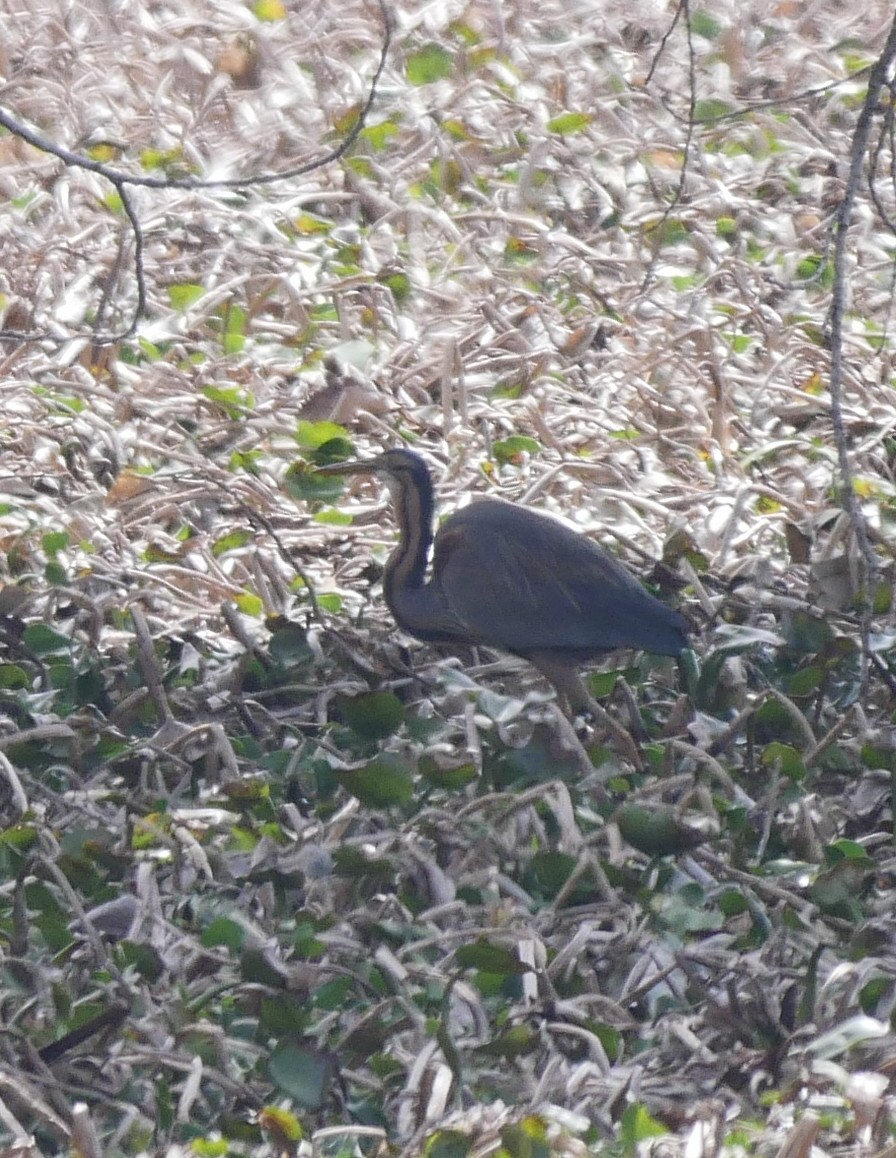 Purple Heron - Roger Horn