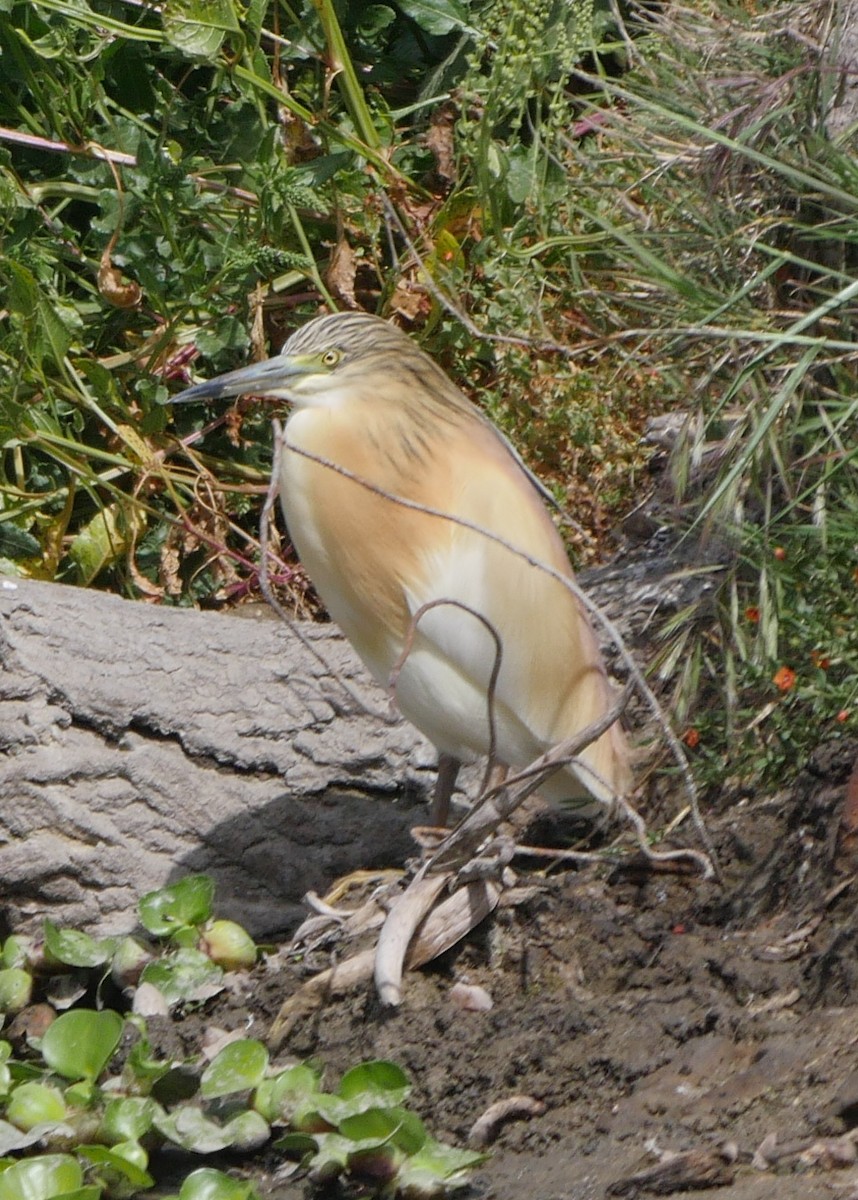 Squacco Heron - Roger Horn