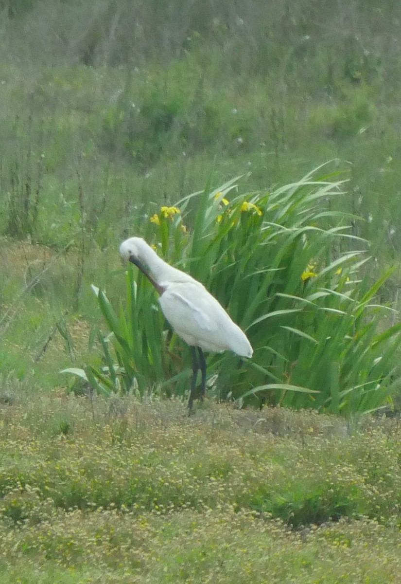 Eurasian Spoonbill - ML54930581