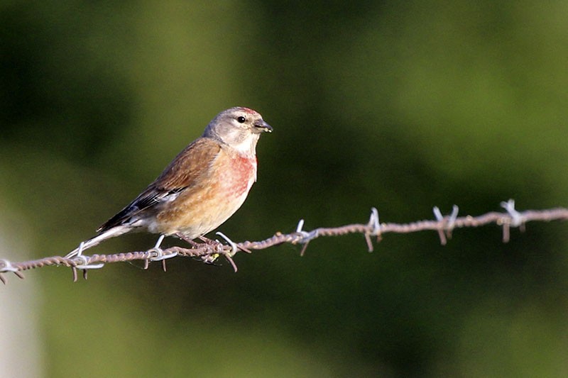 Eurasian Linnet - ML54930651