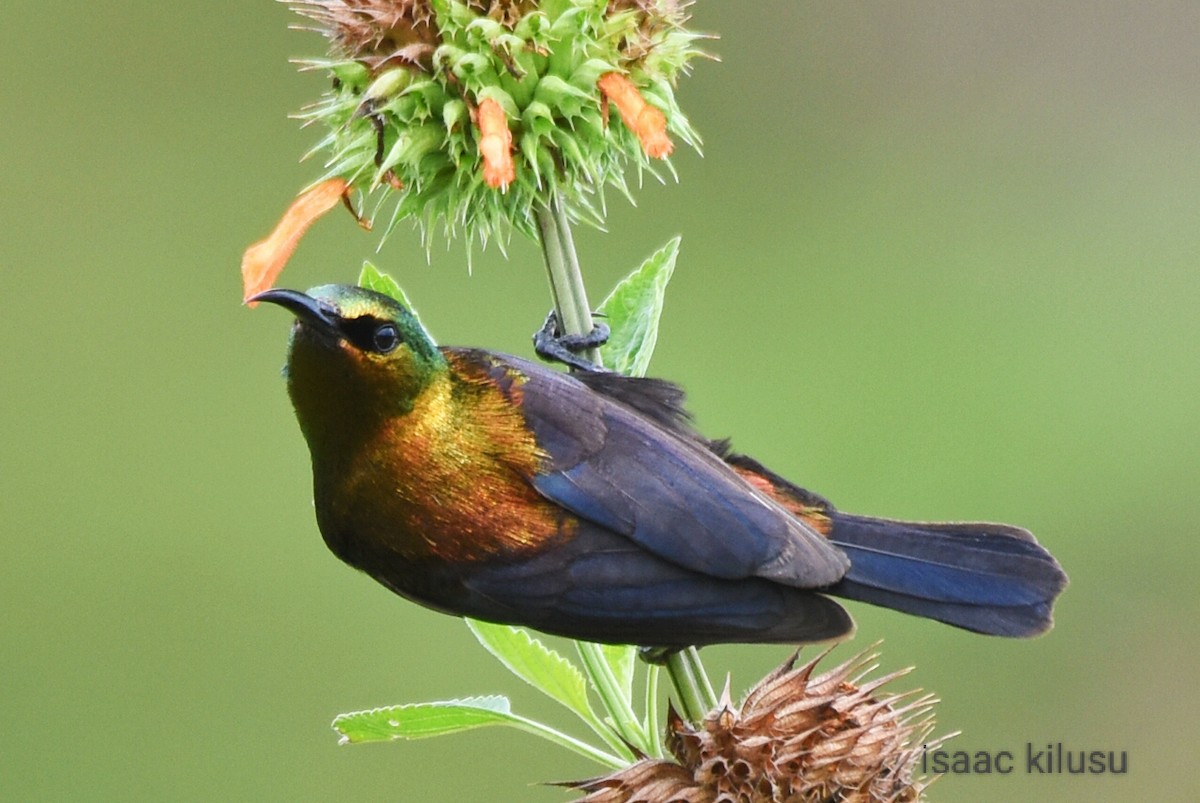 Copper Sunbird - isaac kilusu