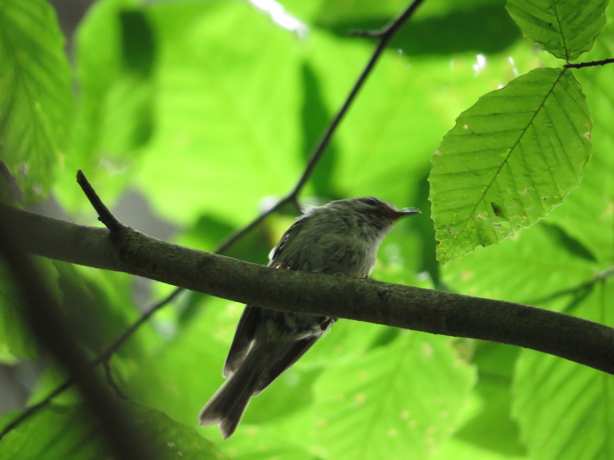 Golden-crowned Kinglet - ML549306941