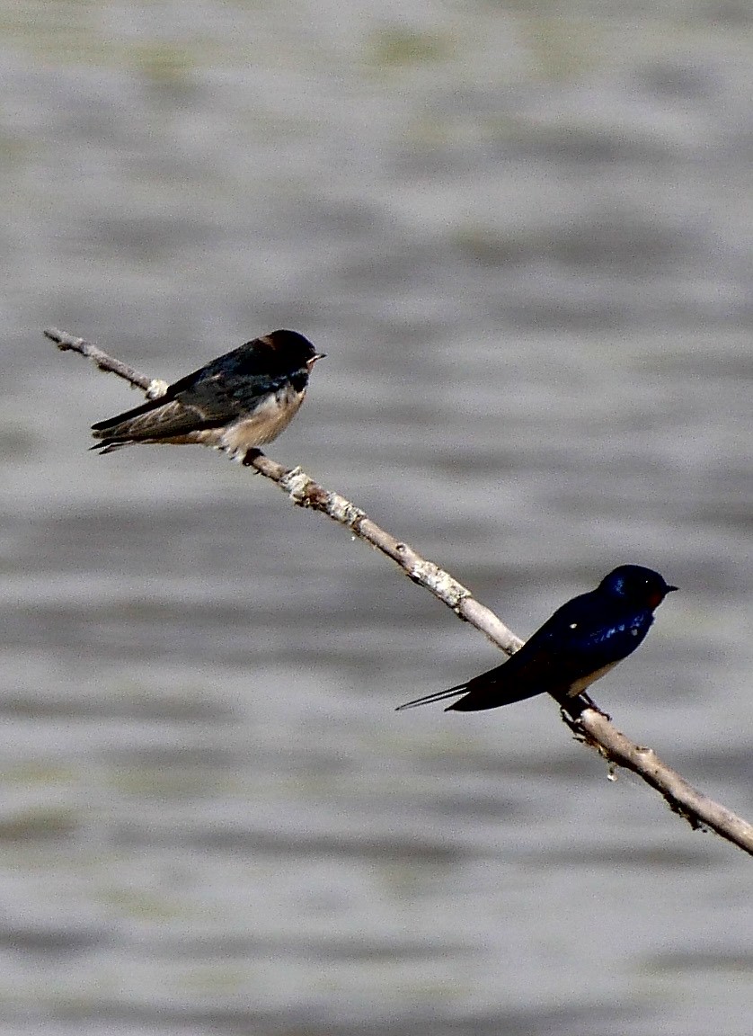 Barn Swallow - ML54930711