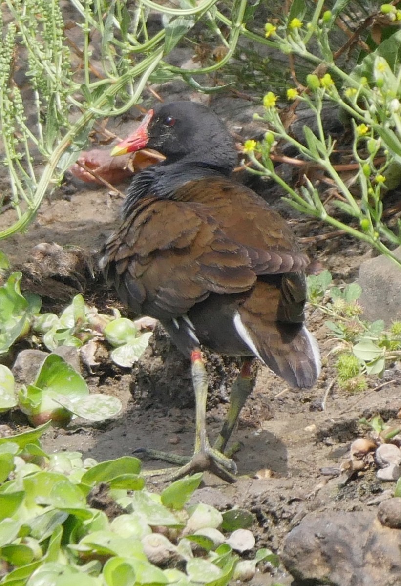 Eurasian Moorhen - ML54930851