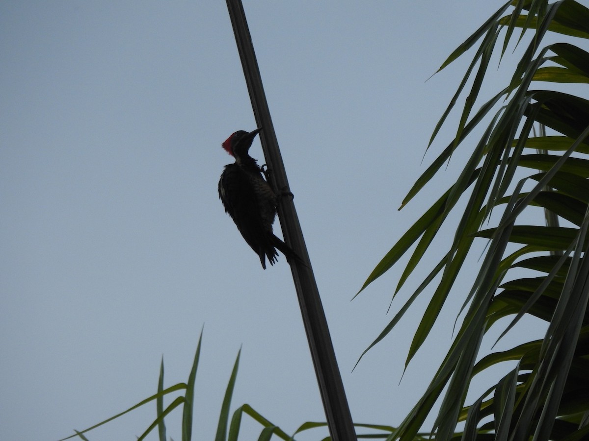 Lineated Woodpecker - ML549309681