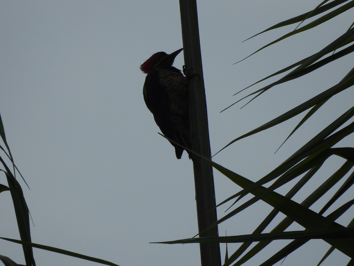 Lineated Woodpecker - ML549309691