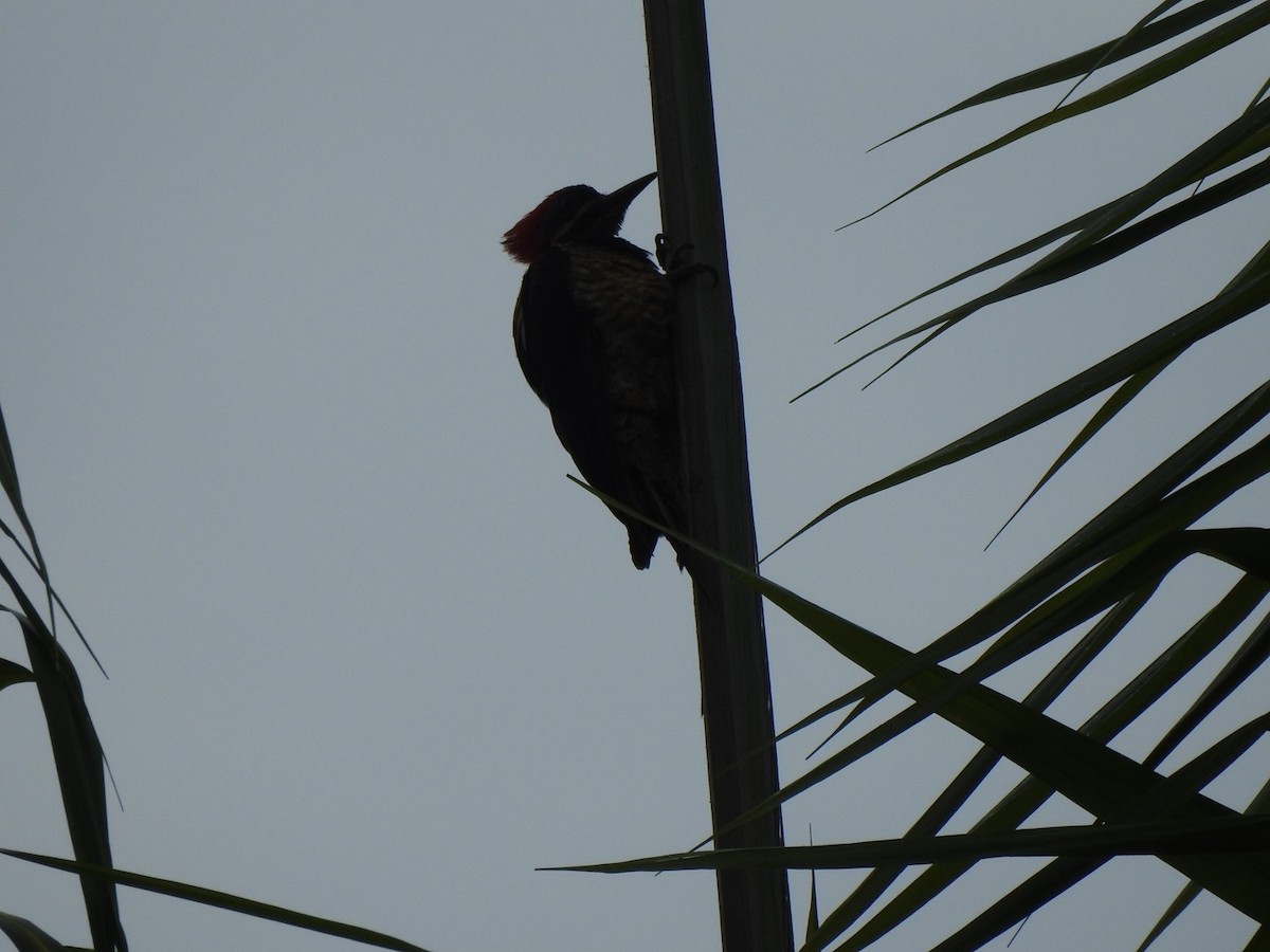 Lineated Woodpecker - John Besser