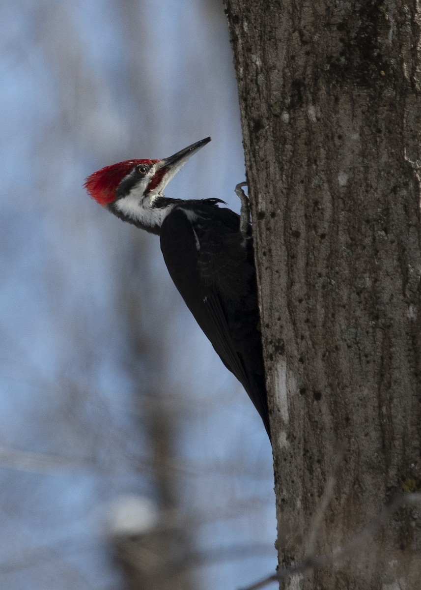 Pileated Woodpecker - ML549309991