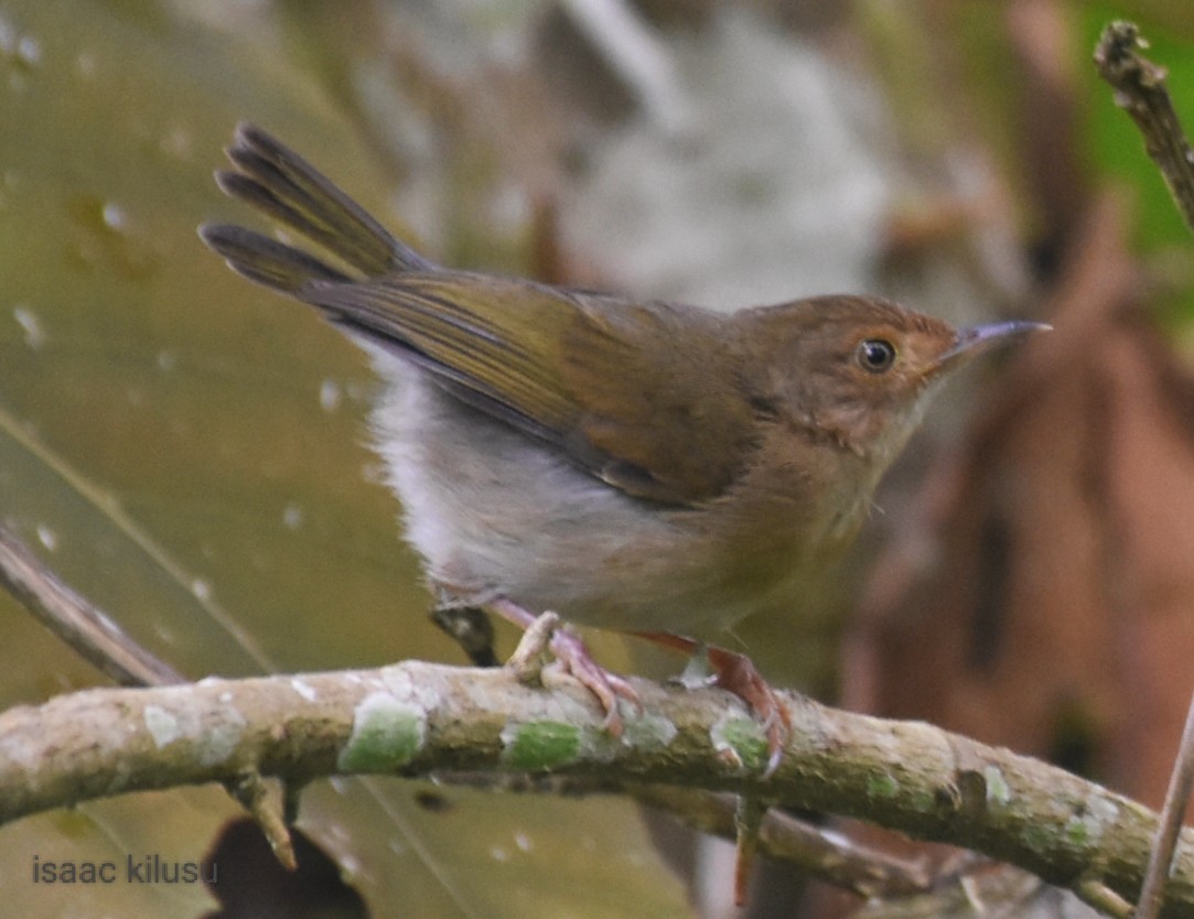 Olive-green Camaroptera - ML549310291