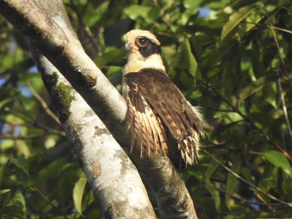 Laughing Falcon - ML549310371