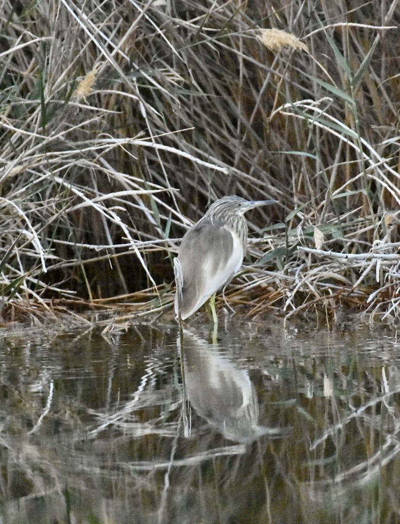 Squacco Heron - ML549310921