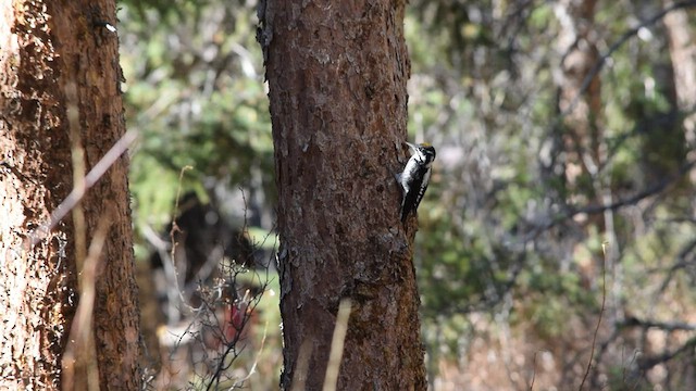 American Three-toed Woodpecker - ML549311511