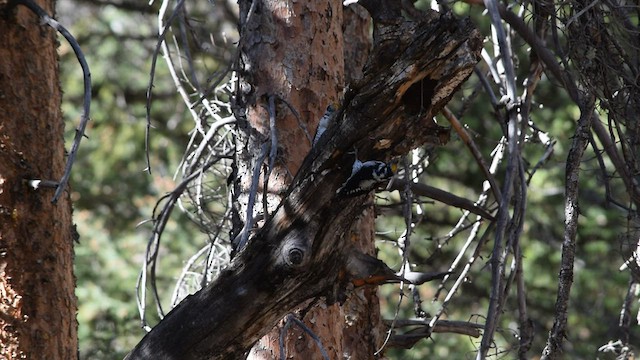 American Three-toed Woodpecker - ML549311581