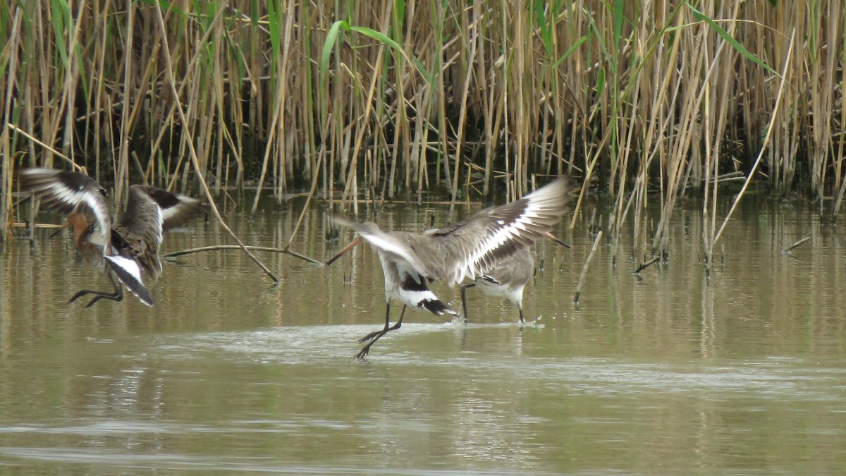 Black-tailed Godwit - ML549312181