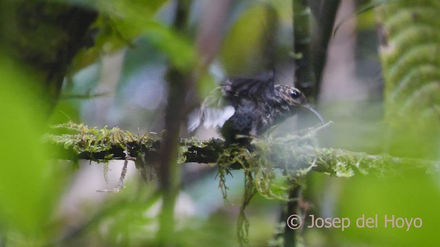 White-tipped Sicklebill - ML549312591