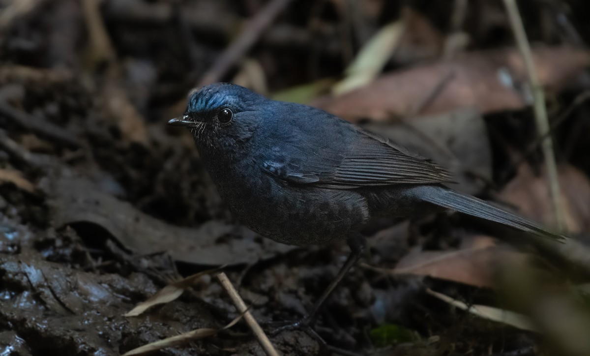Blue-fronted Robin - ML549313071