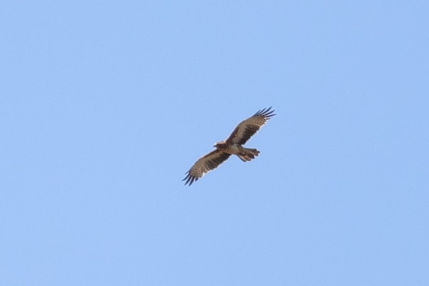 Little Eagle - ML549313841