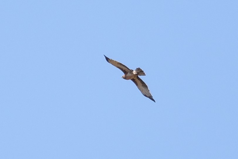 Little Eagle - ML549313851