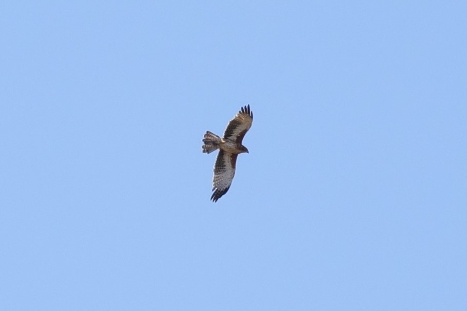 Little Eagle - ML549313861