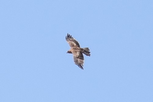Little Eagle - ML549313871