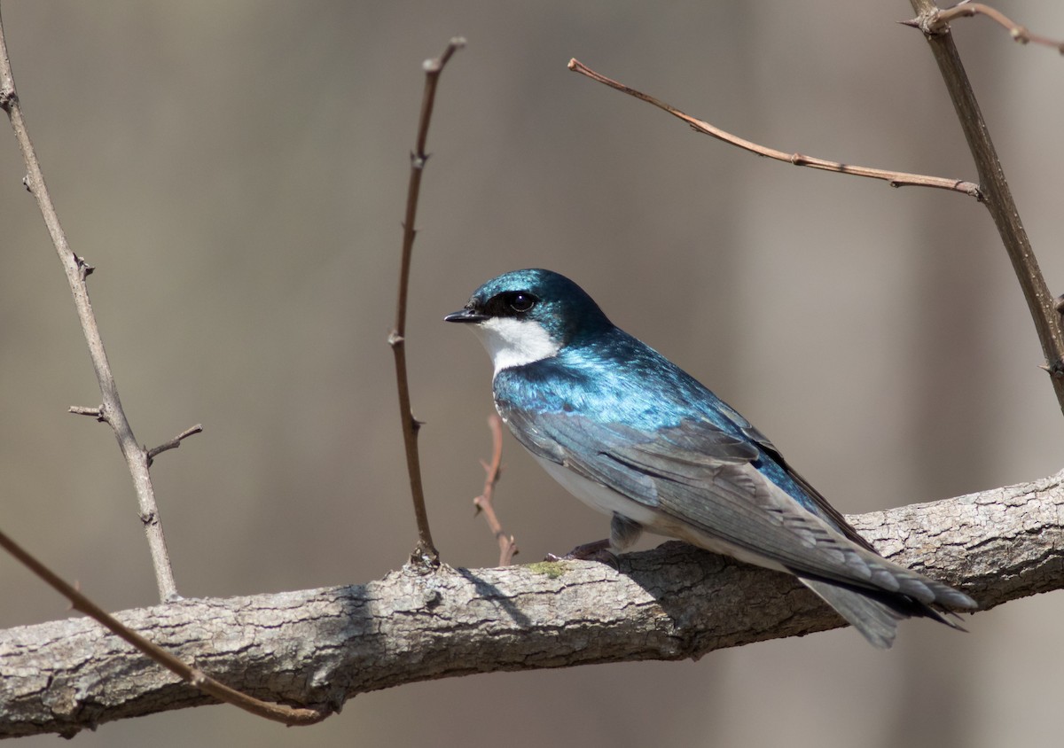 Golondrina Bicolor - ML54931521