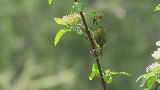 Wilson's Warbler - ML549316621