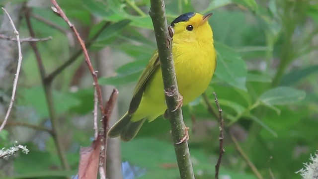 Wilson's Warbler - ML549316631