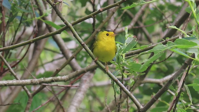 Wilson's Warbler - ML549316641