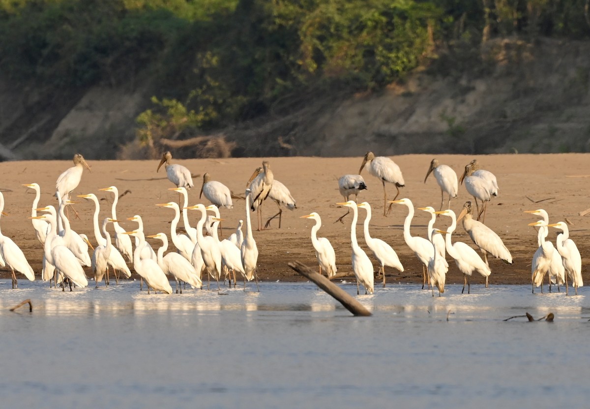 Wood Stork - ML549317611