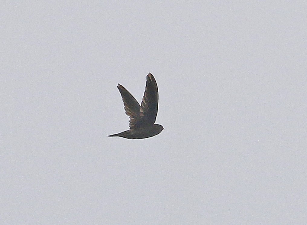 Black-nest Swiftlet - ML549318501