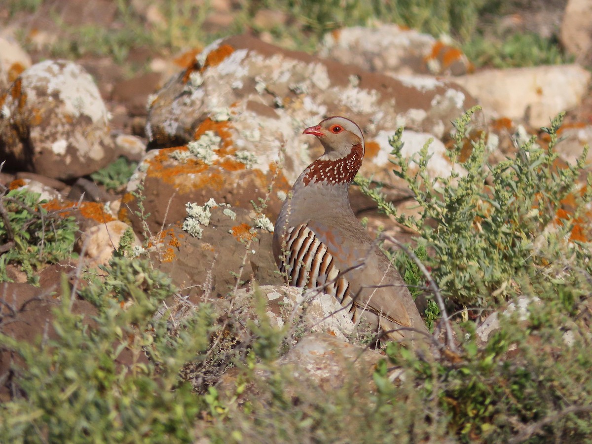 Barbary Partridge - ML549318541