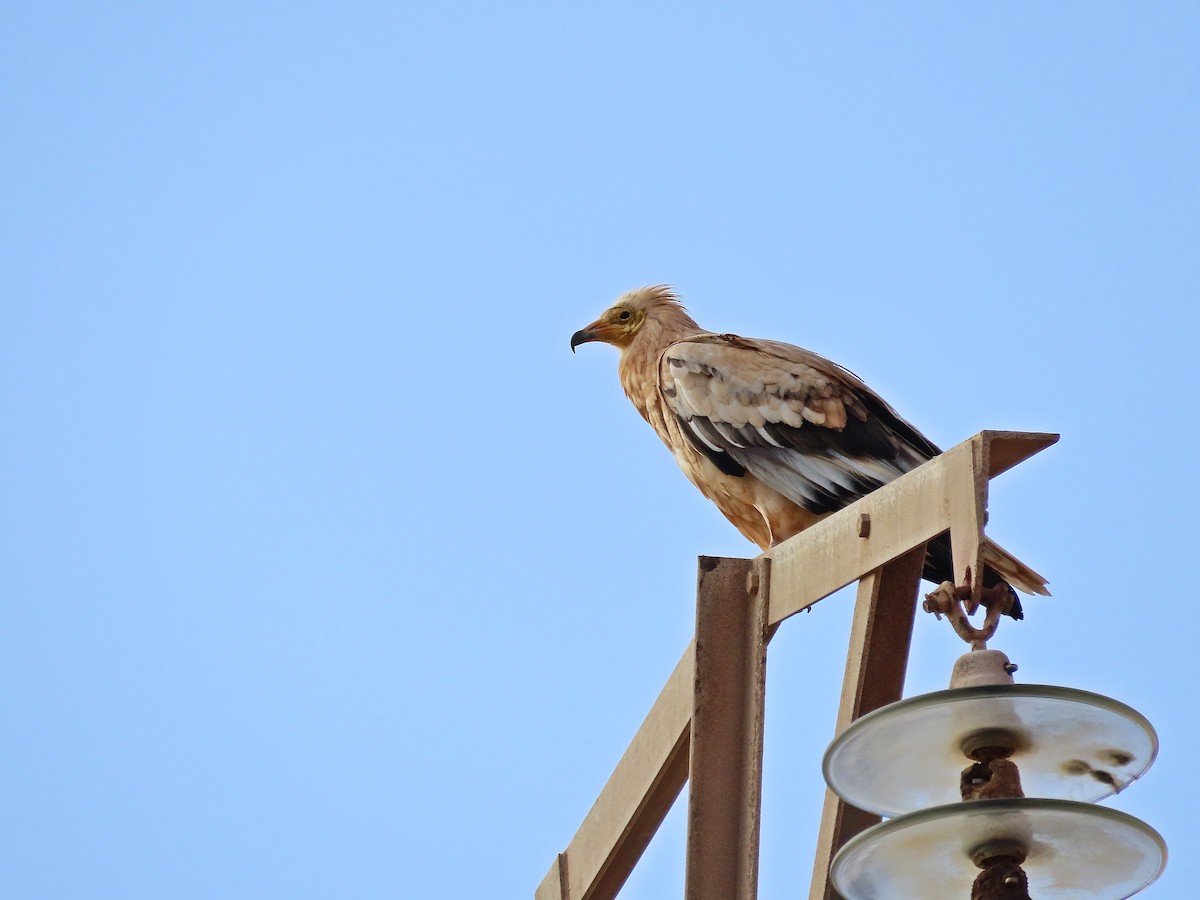 Egyptian Vulture - ML549318571