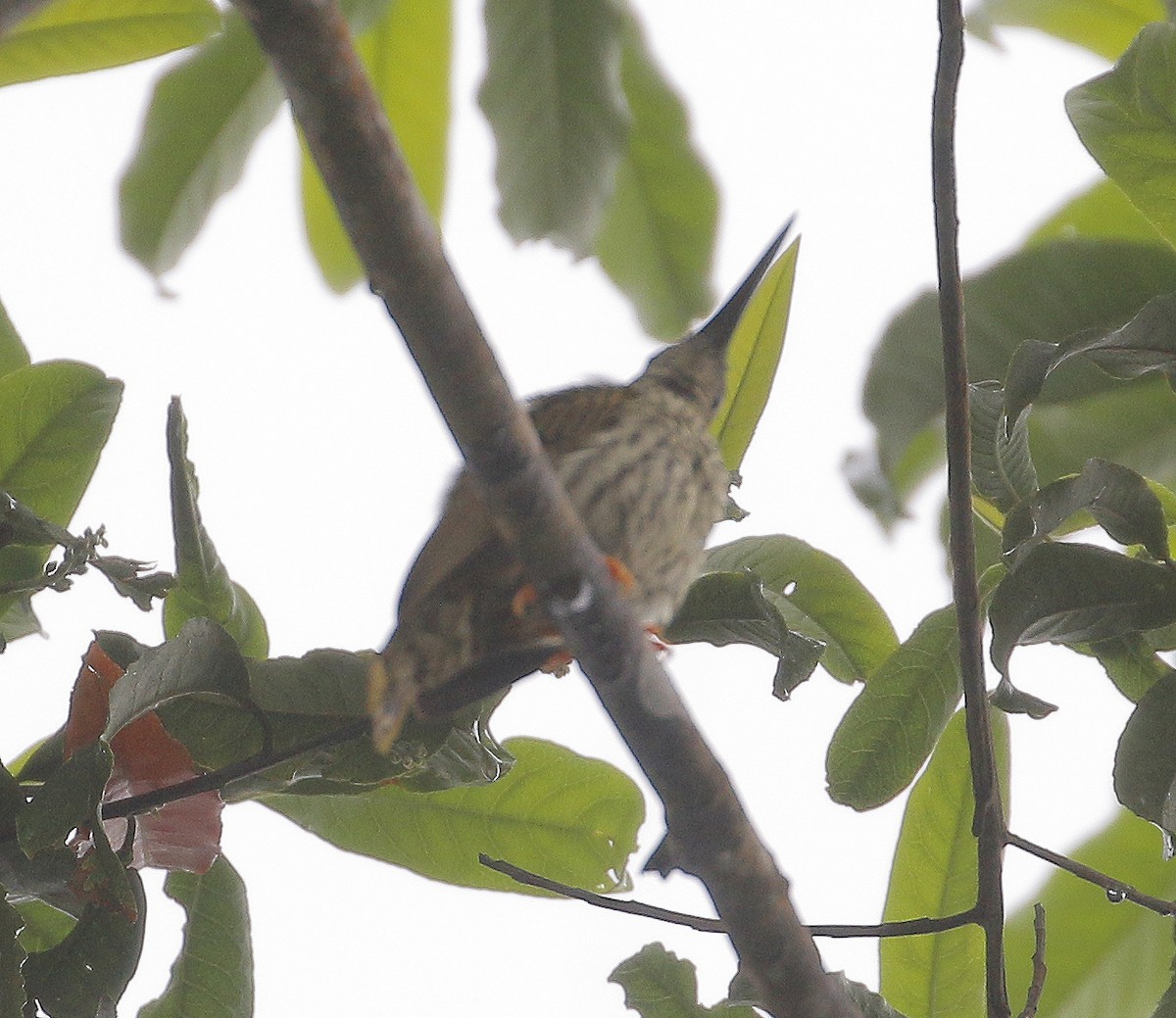 Streaked Spiderhunter - ML549318761