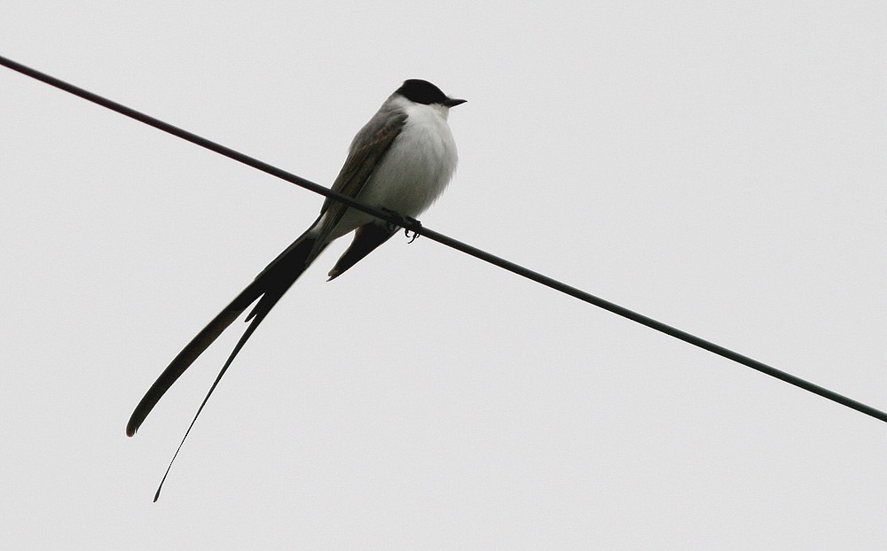 Fork-tailed Flycatcher - Jared Clarke