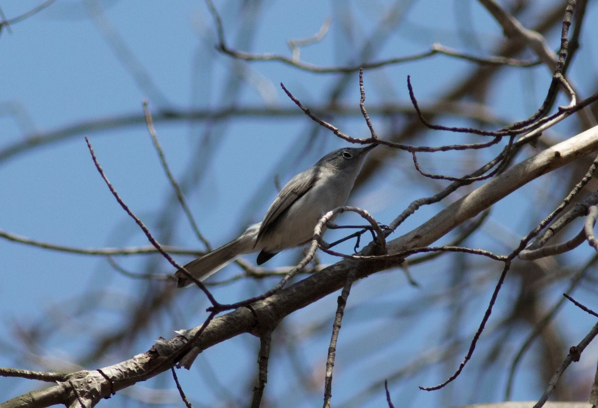 Blue-gray Gnatcatcher (caerulea) - ML54932031