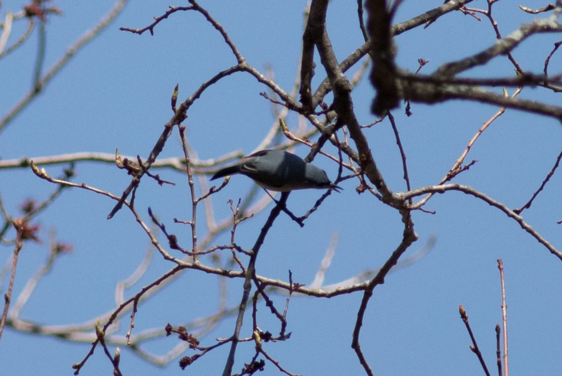 Blue-gray Gnatcatcher (caerulea) - Oliver Burton