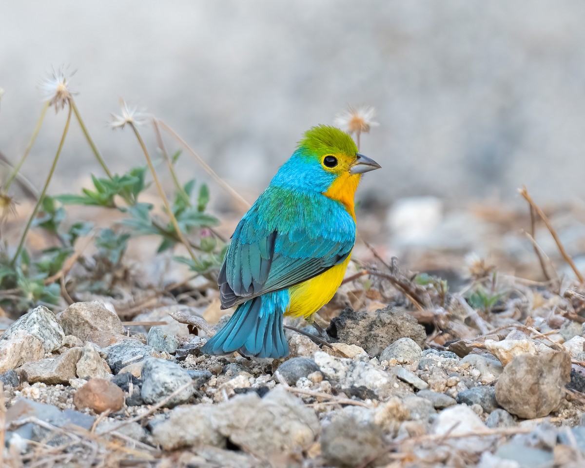 Orange-breasted Bunting - ML549320461