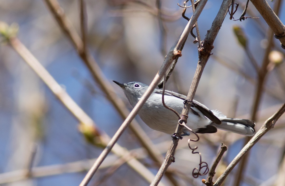 Blue-gray Gnatcatcher (caerulea) - ML54932071